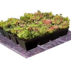 Sedum-Cassettes-NatureGreen-Groot
