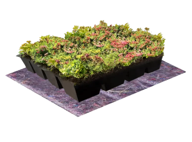 Sedum-Cassettes-NatureGreen-Groot